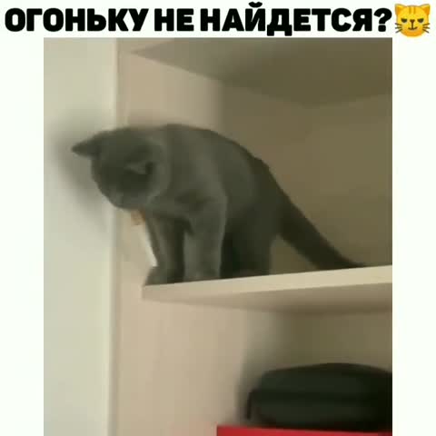 hodor_cat-___CDYDrzyJckV___-