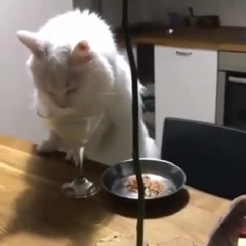 meowfen-___CDWlt77jASy___-
