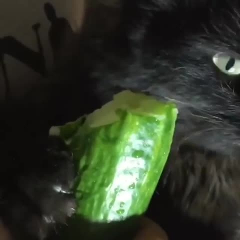 za_ksana-___CDIs_ftILQd___-