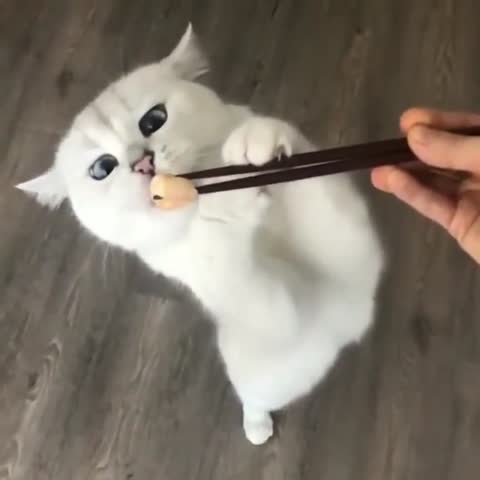 originativecat-___CDZInkkpLkD___-