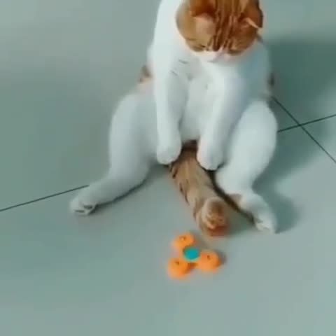 pretty_catslovers-___CDY4YzpJBPm___-