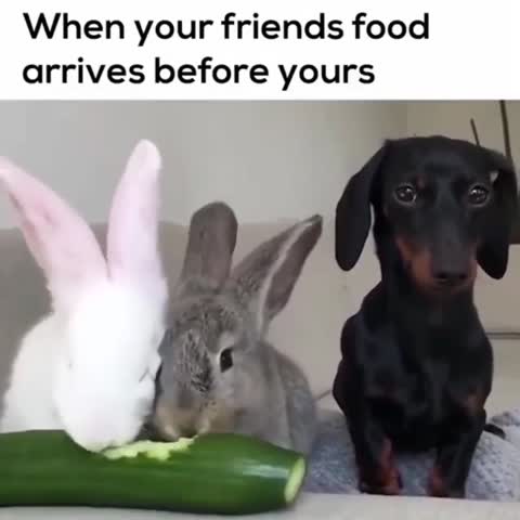 bunniesfeatures-___CDeZNfJFFjw___-