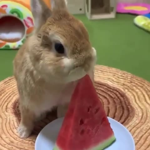rabbitdotbunny-___CDeYYmgFtr3___-