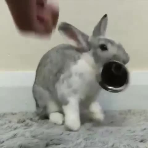 bunniesfeatures-___CDguPhNlev1___-
