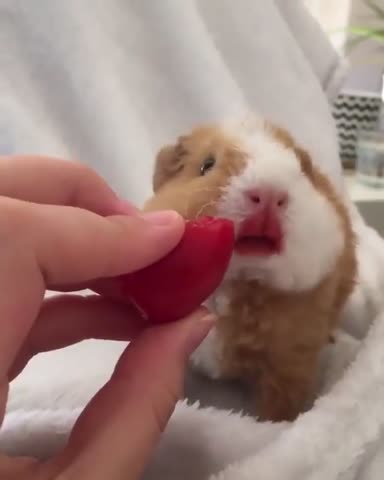 guineapigdaily_ig-___CDgvR33FiKi___-