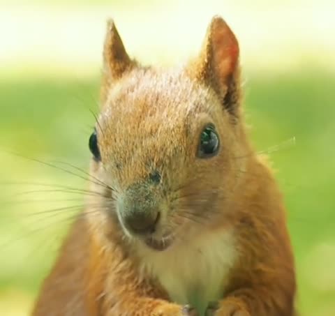 animalsoflazienki-___CDmFkb2gu0T___-