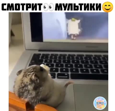 catsgivemood-___CDl1rn6jyye___-