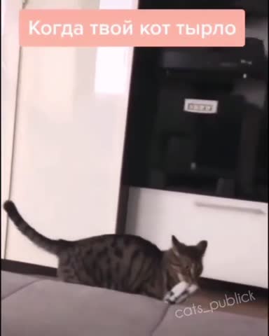 positiveanimal-___CDjj9wyKaDW___-