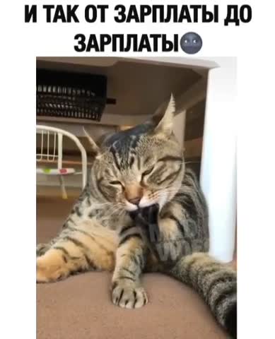 small_funny_pets-___CDje9NoKwHs___-