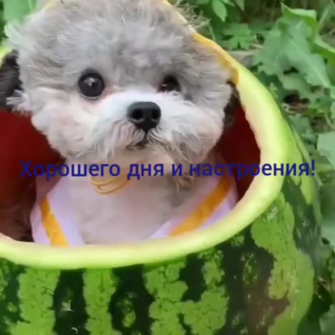 video-доброе утро