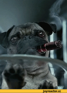 гифки-Пес-болельщик-бейсбол-398604