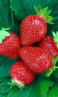 Foiz__dcf8fd50088825c7cc03ad89fba7e063