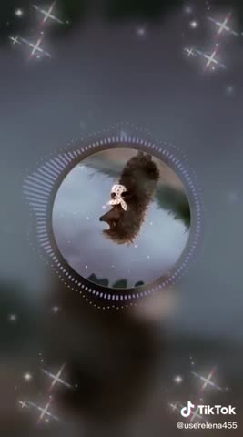 video-ежик в тумане