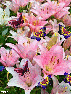 Лилиярозовая