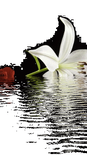 Белая лилия