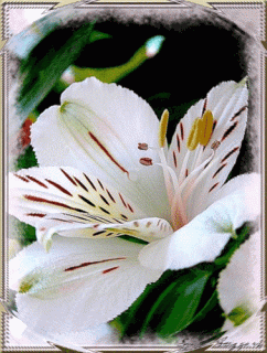 Белая лилия