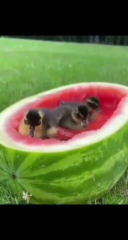 animallpistolss-___CDuVqqohw6T___-