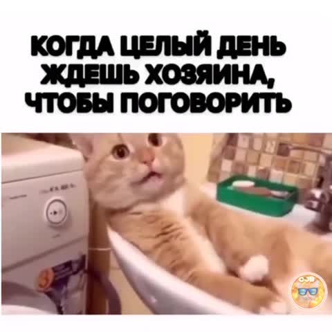 cat_jessie_blog-___CD1FBrlJKZc___-