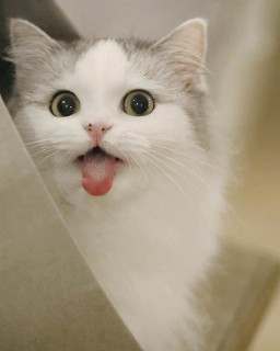 itscatspla-___CDwKfxKpFqy___-
