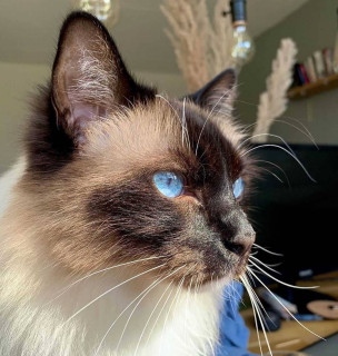 catsfeaturesclub-___CDwXlddpQOO___-