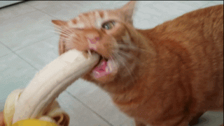 funny-cat-113