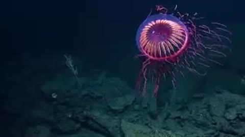 интересная_тварь