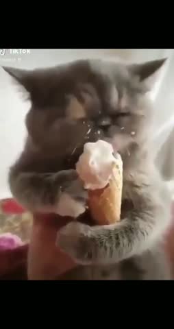 cuteiicats-___CD8JaZQJEf5___-