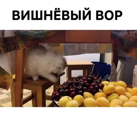 dober_mantv_1-___CECPAvOIQjT___-