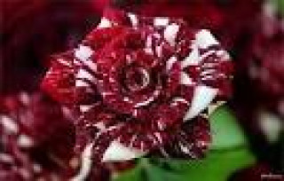 images-17