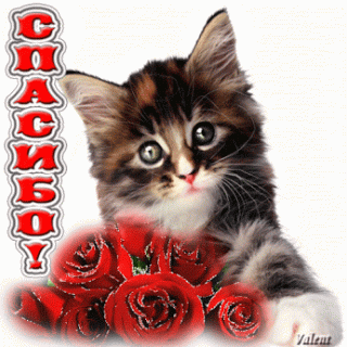 1503341600_2174-spasibo