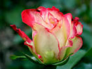 images-19