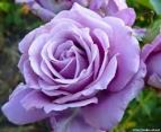 images-20