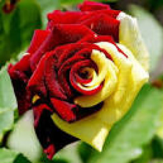 images-21