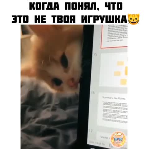 cat_jessie_blog-___CEJJ_POJsbM___-