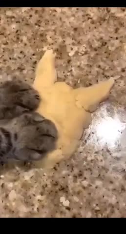 cats_didi-___CD_38C0p30a___-