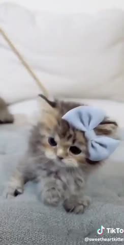 cutekittenspla-___CEDOvKnJ4bx___-