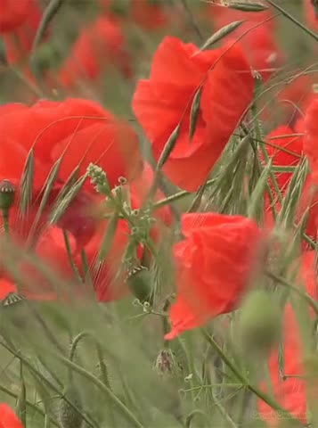 маки__как_капли_крови