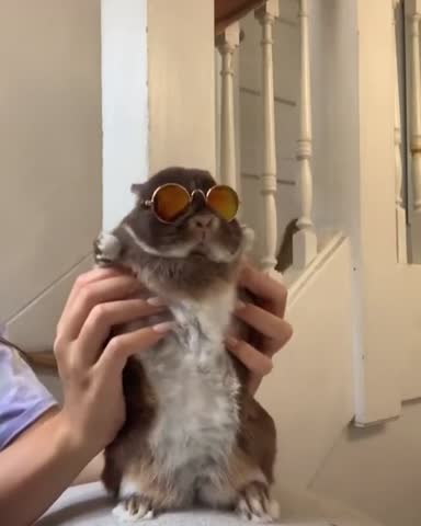 pets_tut-___CEeZpIgKUtF___-