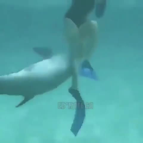 дельфиний_стояк