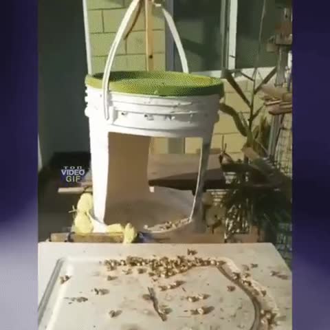 Ловушка