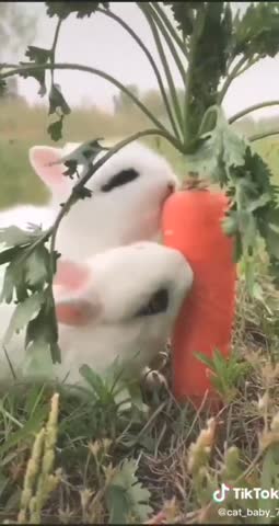 animalsontikt0k-___CEgrxl2qZrQ___-
