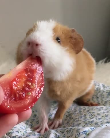 thepiggypotatoes-___CEhIcFQAFo____-