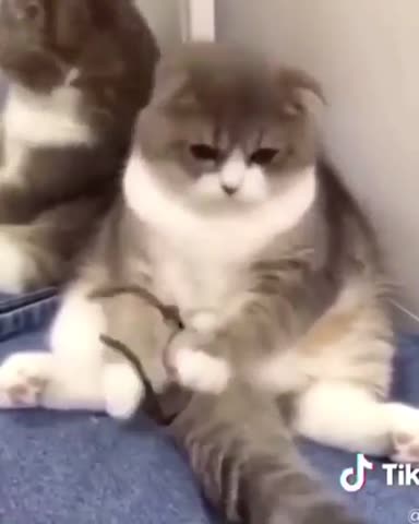 catclipsfeed-___CEjudXrJKiK___-