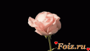 gifka_roza_01
