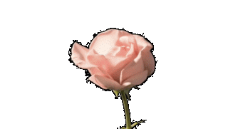 gifka_roza_01