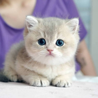 catthirst-___CEo_ridIL2E___-