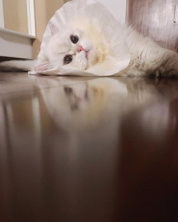 panpanbun-___CEpFmNXl0_h___-