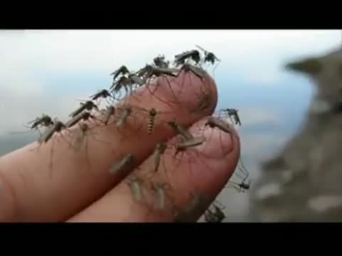 кольщикдаль