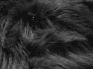 fluffy