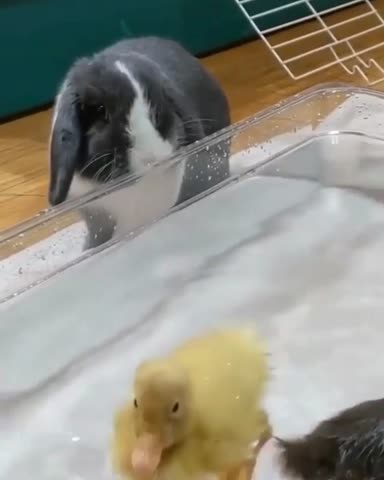 bunniesfeatures-___CEppl0OlIDk___-